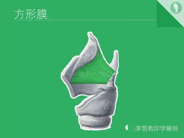 喉软骨抽记卡_解剖