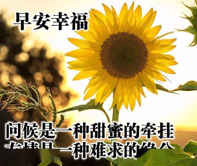 早上好问候语文字带图片早上好表情包带字问候