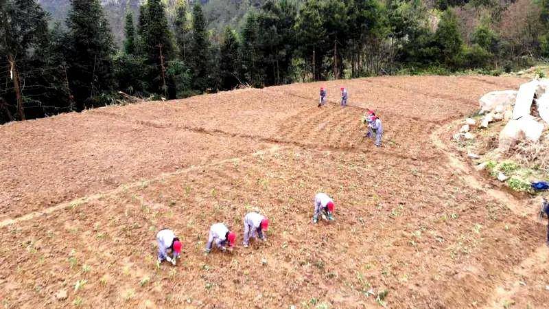 村民在种植中药材