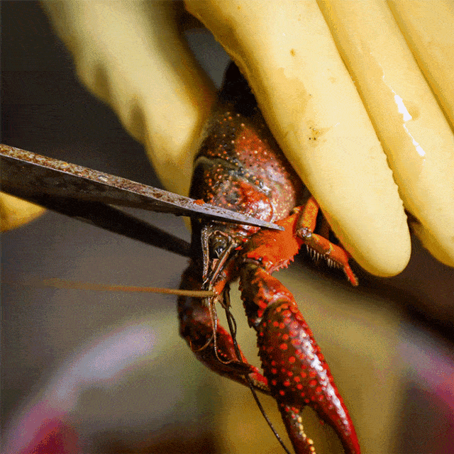 282195b3d89843e49d5e826ee9db34ae.gif