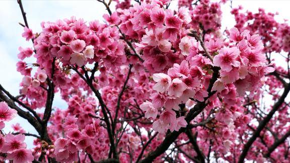 美丽樱花满树烂漫漂亮樱花花团锦簇