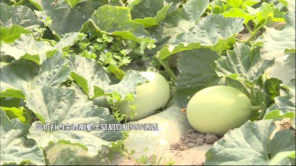 梦境中的田园诗，解析梦见在他人田地中协助摘瓜——菜瓜与西瓜的寓意之旅