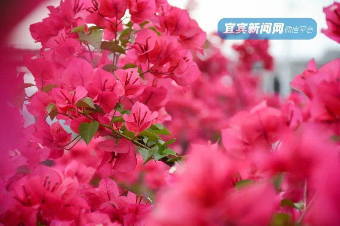拍照好看的背景花墙 68b2bc23f2a64eba920905150491e757.jpeg