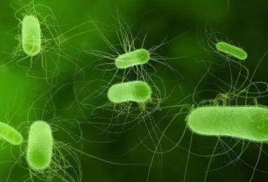 微生物在水质循环当中的作用这些你未必清楚