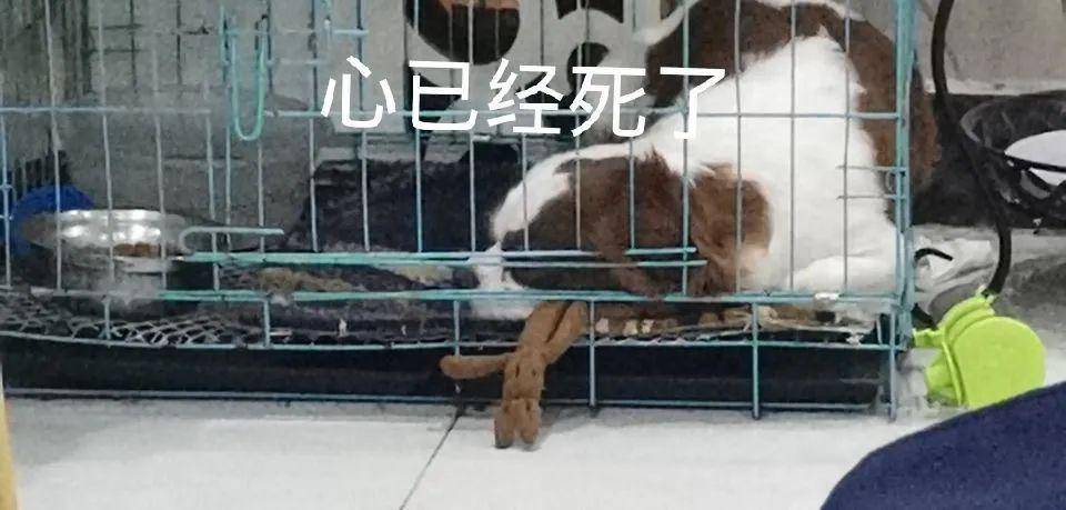 免费观看，可怜狗孩的短剧之旅，免费观看，可怜狗孩的短剧之旅