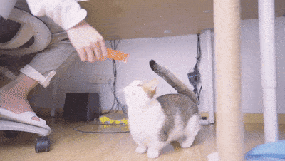 站立拜拜求美食,杯中捉喵…… 花式撸猫·四 五只猫主子乖乖排排蹲