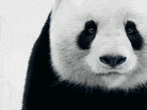 壁纸 大熊猫 动物 288_216 gif 动态图 动图