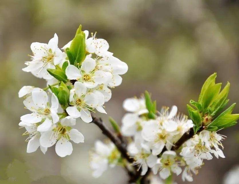 陌上花已开,你还傻傻分不清桃花,杏花,樱花,梨花,李花,海棠花?