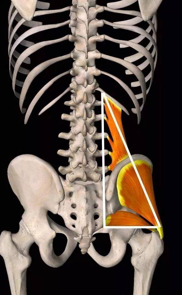 若两侧梨状肌都收缩,则会拉动骶骨向前(连同骨盆一起)