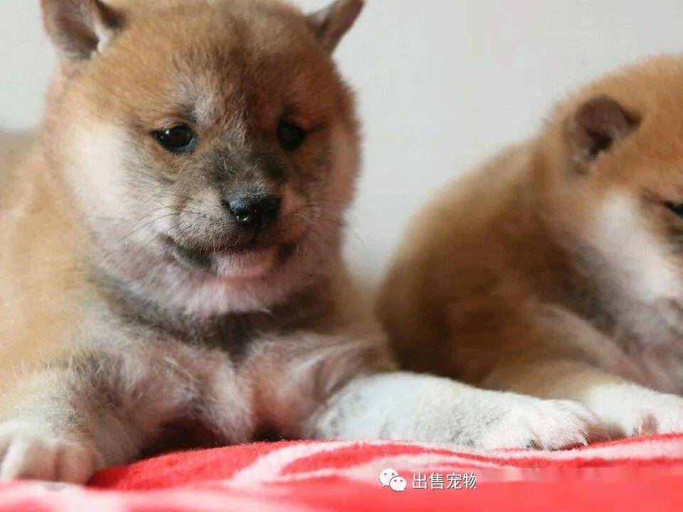 出售宠物狗宠物猫 萌宠柴犬,丰富的表情控,萌萌滴小眼神,保纯种保健康