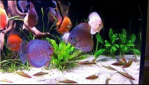 体色丰富的七彩神仙鱼繁殖的注意事项