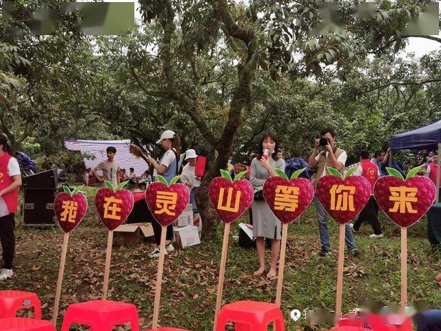 【2020年灵山荔枝节】又是一年仲夏时,灵山荔枝挂满枝～2020520爱荔爱