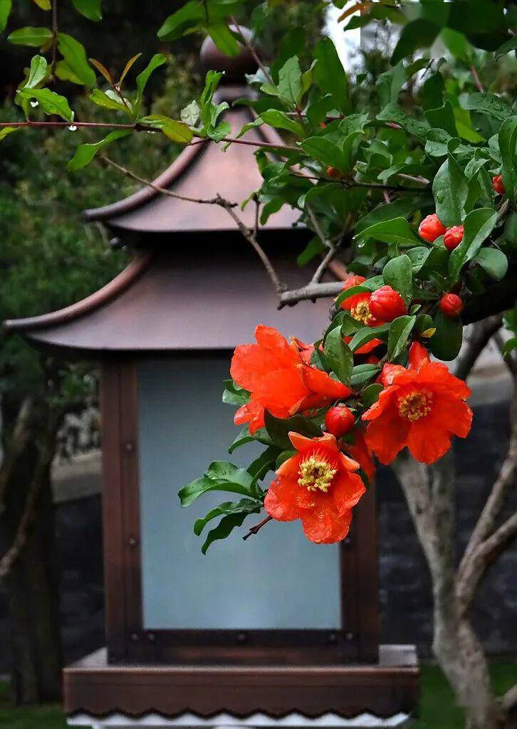 石榴结秀紫禁城