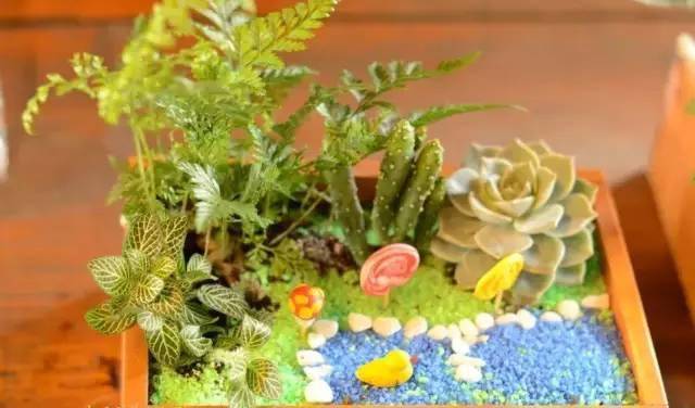 「植物」让种植成为孩子探索自然的起点！【植物角】60种植物角新玩法