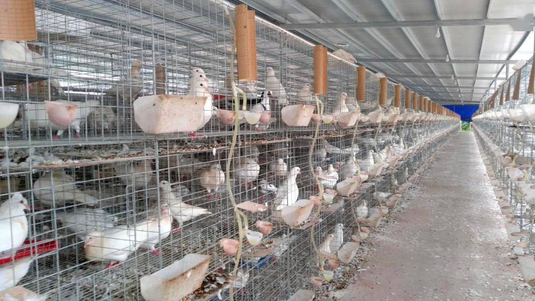 上杭gdp_上杭张庆林(2)