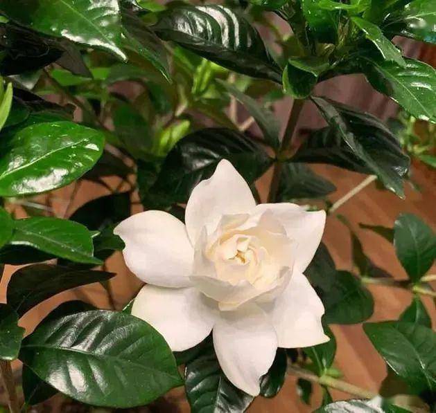 栀子花最喜欢"2种水",轮流浇几次,叶子绿油油,开花香喷喷