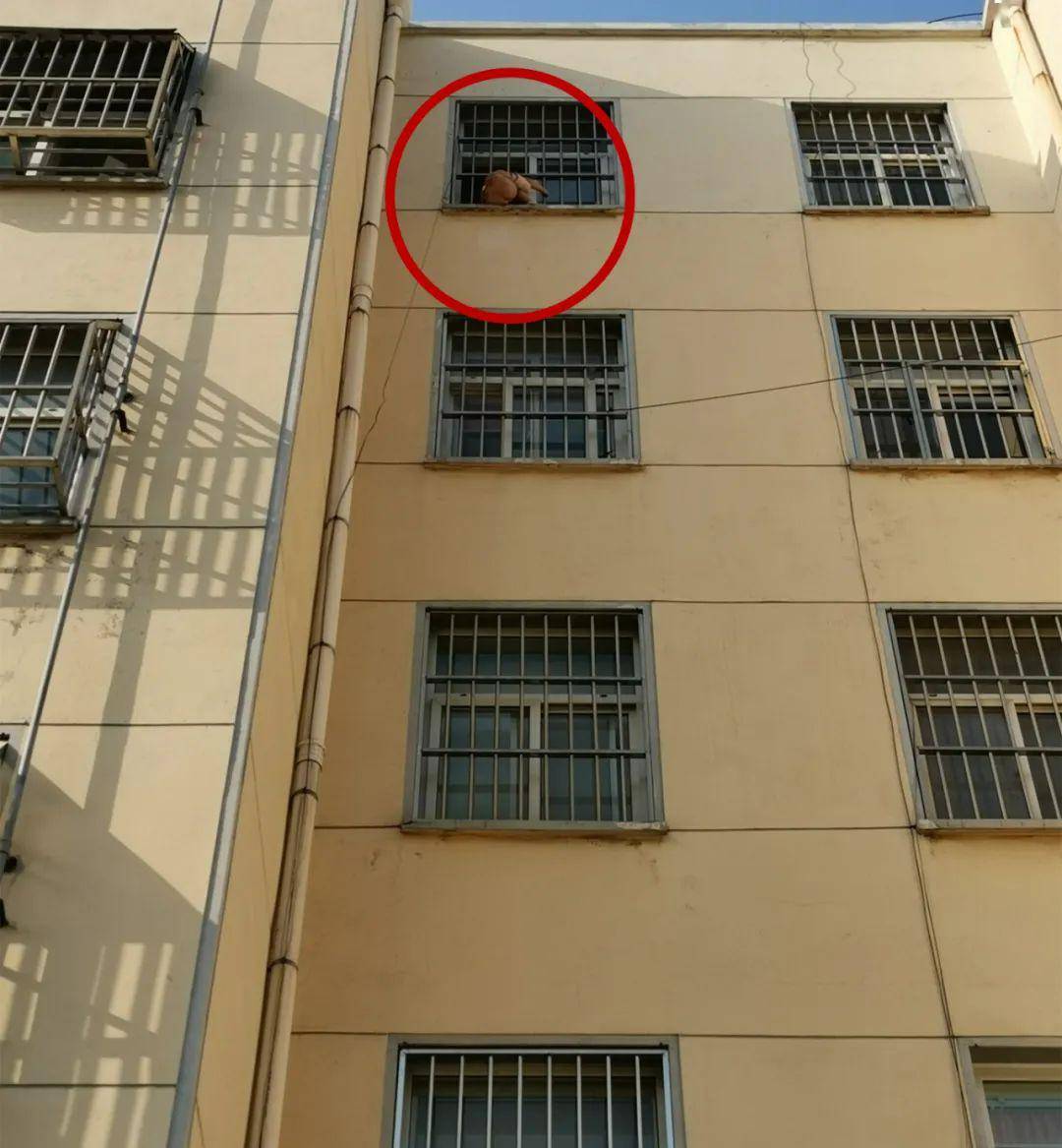 「螺丝帽」一个被螺丝帽“咬”手！心疼！临沂俩孩子一个头被栅栏卡住