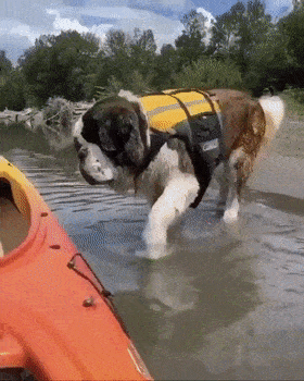 第一次坐独木舟的圣伯纳…带大型犬出门太不容易了！