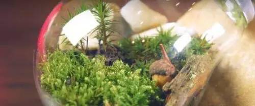 「植物」让种植成为孩子探索自然的起点！【植物角】60种植物角新玩法
