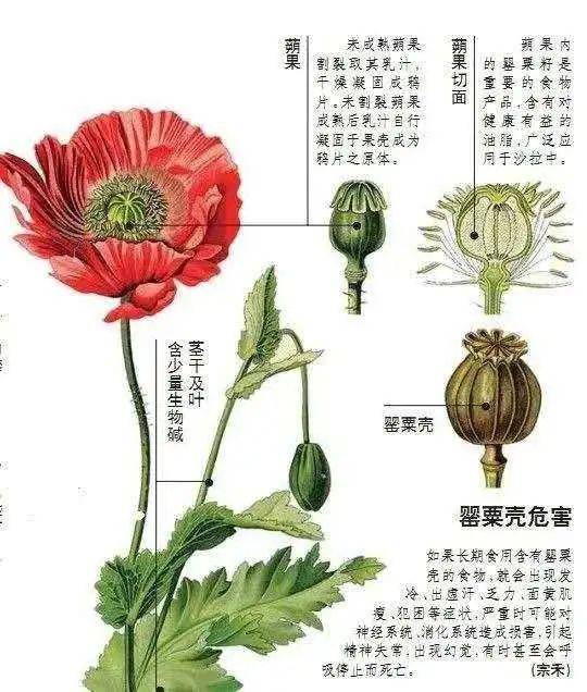 注意| 罂粟花虽美却有毒,非法种植不可为!_手机搜狐网