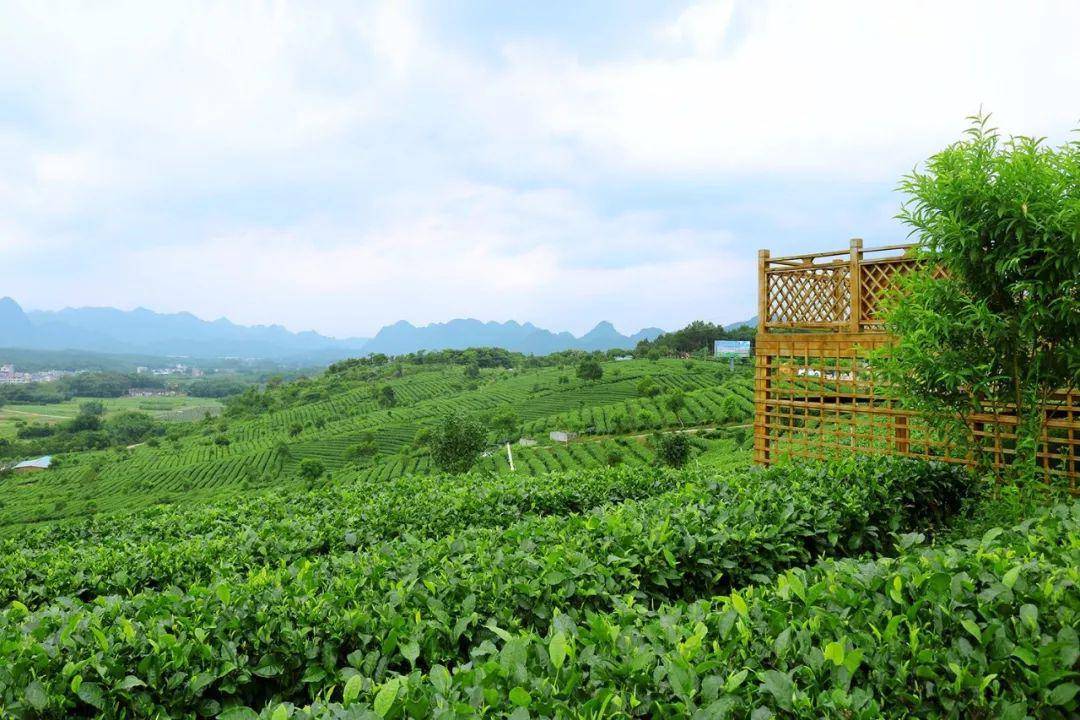 茶趣园景区 | 石灰铺镇美村藏有一个 旅游观光茶园  -- 茶趣园景区