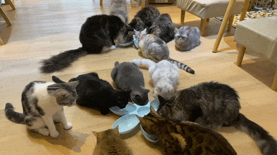 珠海超治愈的猫咪咖啡馆,让你体验一下用萌征服地球的