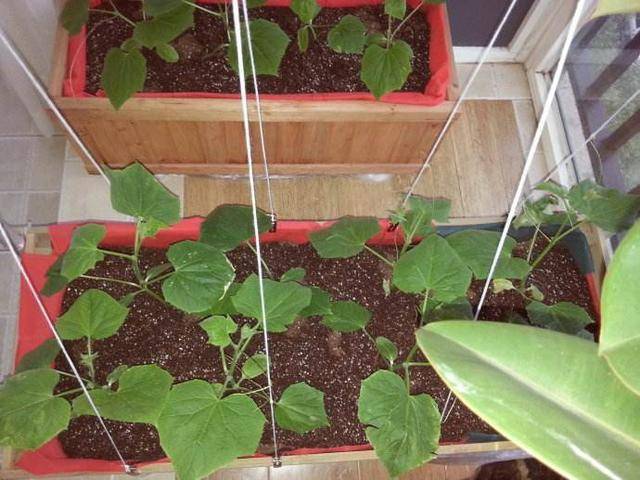 几月份种黄瓜最好吃 81822df221894e63a5cdca528578ff07.jpeg