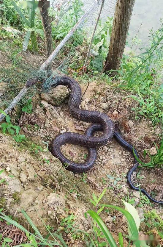广西惊现一条9斤多重大蛇,吓得村民赶紧报警!