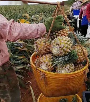 凤梨要用盐水泡几分钟 b365df9b9b704d04ad88f444c54dc92c.jpeg