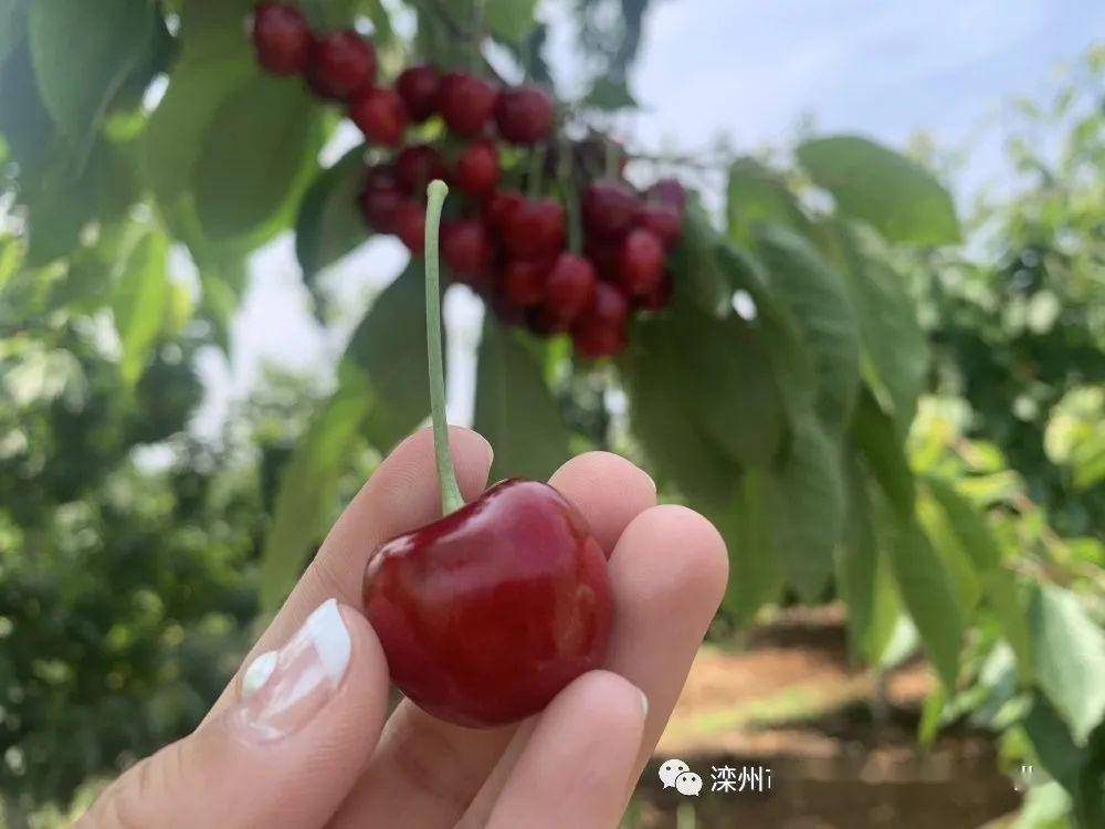 多肉小红灯 bb868a8ad5874ce6afa9da800d80b7a5.jpeg