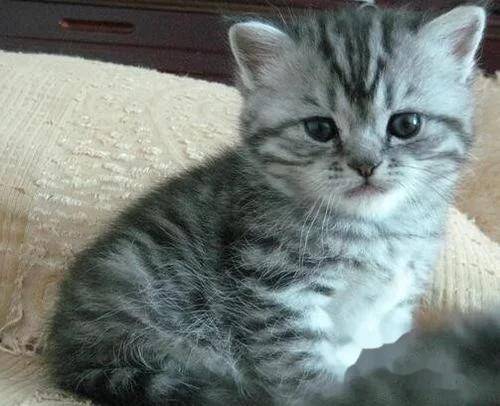英国短毛猫幼猫的饲养方法
