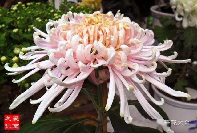 最美的花视频素材 f992a659c17a4d00bc3285ed7bdfeb37.jpeg
