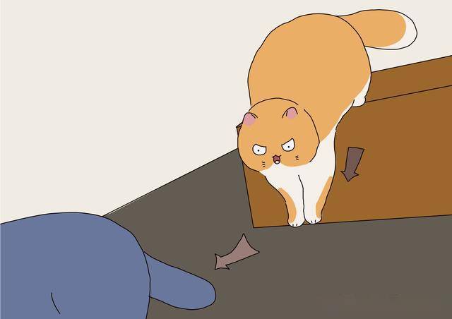 3个方法了解猫的心意