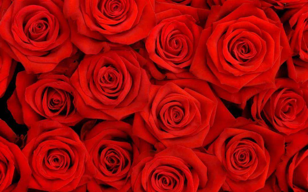 怎么醒玫瑰花视频 4b1997c5e97a4ff68058ac932f792c79.jpeg