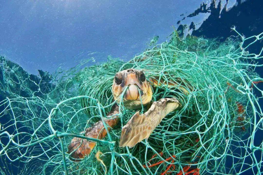 海龟喜欢吃水母,海蜇.