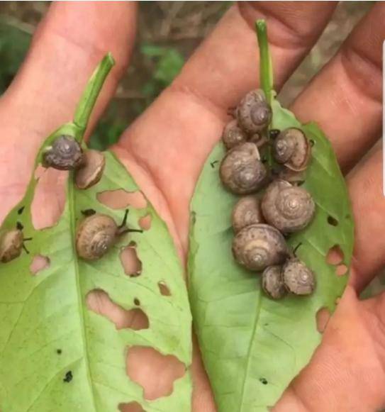 可能有些种植户还不了解,蜗牛对柑橘有什么危害:它上树后会咬食嫩叶