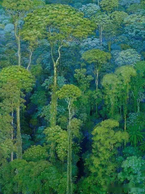 【绘说雨林】热带雨林的多层结构