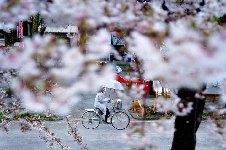 日本京都樱花季游客锐减 旅馆