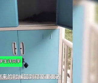 宿舍柜子孵出4只小鸟 学生耐心等待其长大