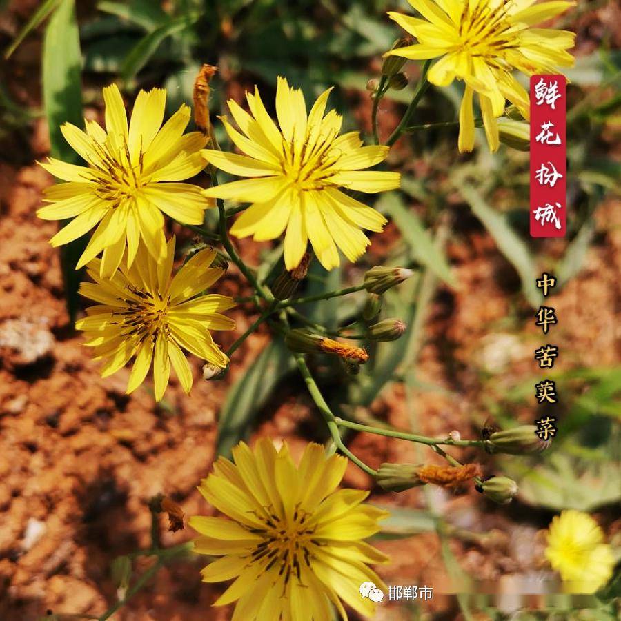 【今日赏花】中华苦荬菜