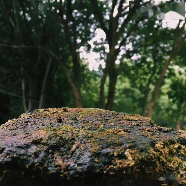 一处青苔，美了一个院子