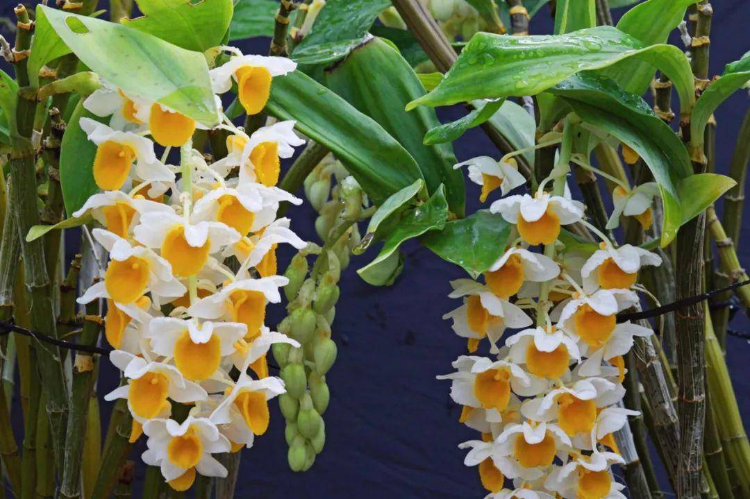 束花石斛dendrobium chrysanthum 美貌指数★★★ 美味指数★★★