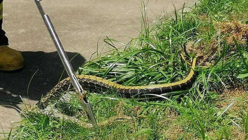 九江利江菜场等多地再次出现蛇这次更大视频