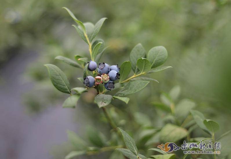 蓝莓什么时候换盆 fb2f241096ba4f8fae617912d42521ab.jpeg