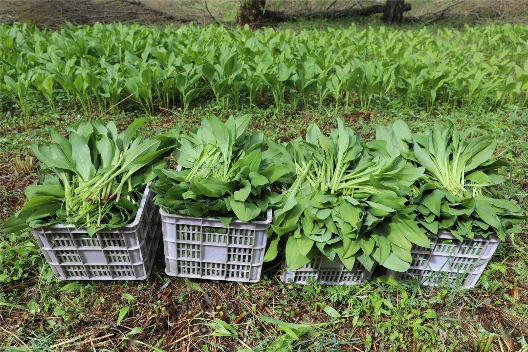 龙镇农场有限公司发展寒葱产业助推林下经济发展