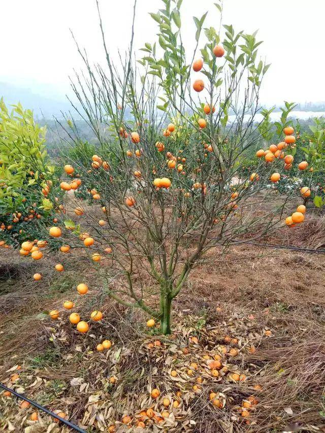67果技精选柑橘树的10种死法别踩这些雷区