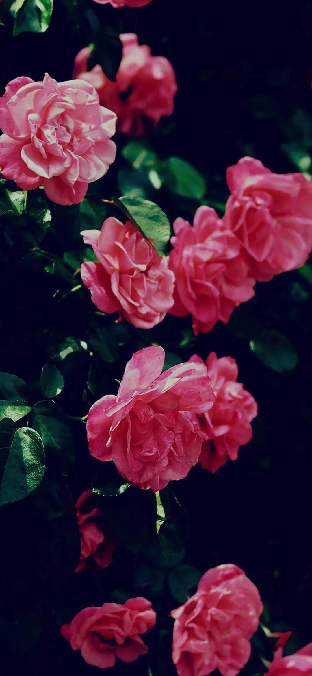 花朵高清手机壁纸 花朵高清手机壁纸画法