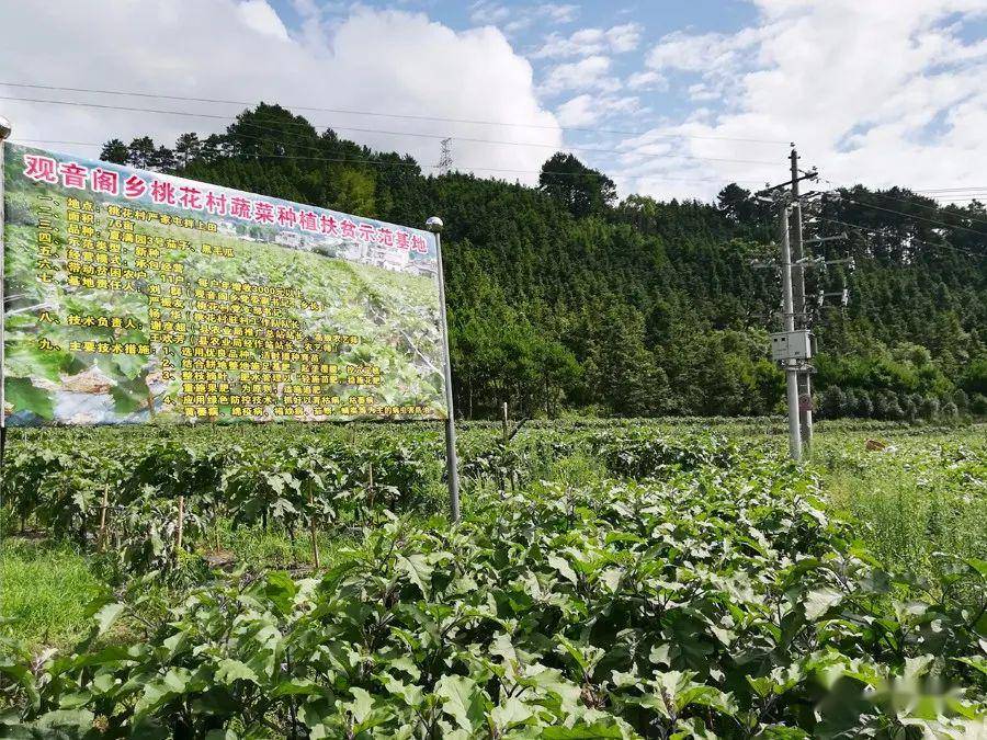 杉木村人口_杉木桥乡小水村图片(2)