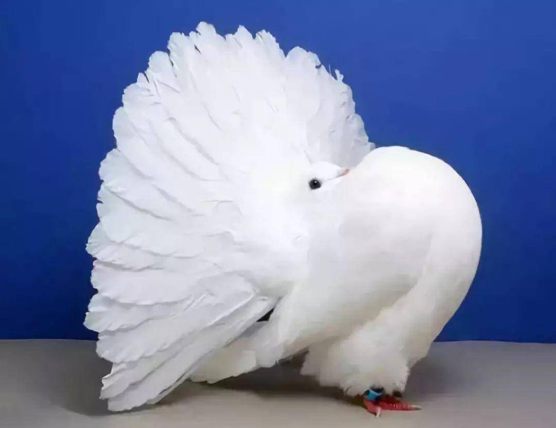 世上最漂亮的鸽子,比孔雀都美!