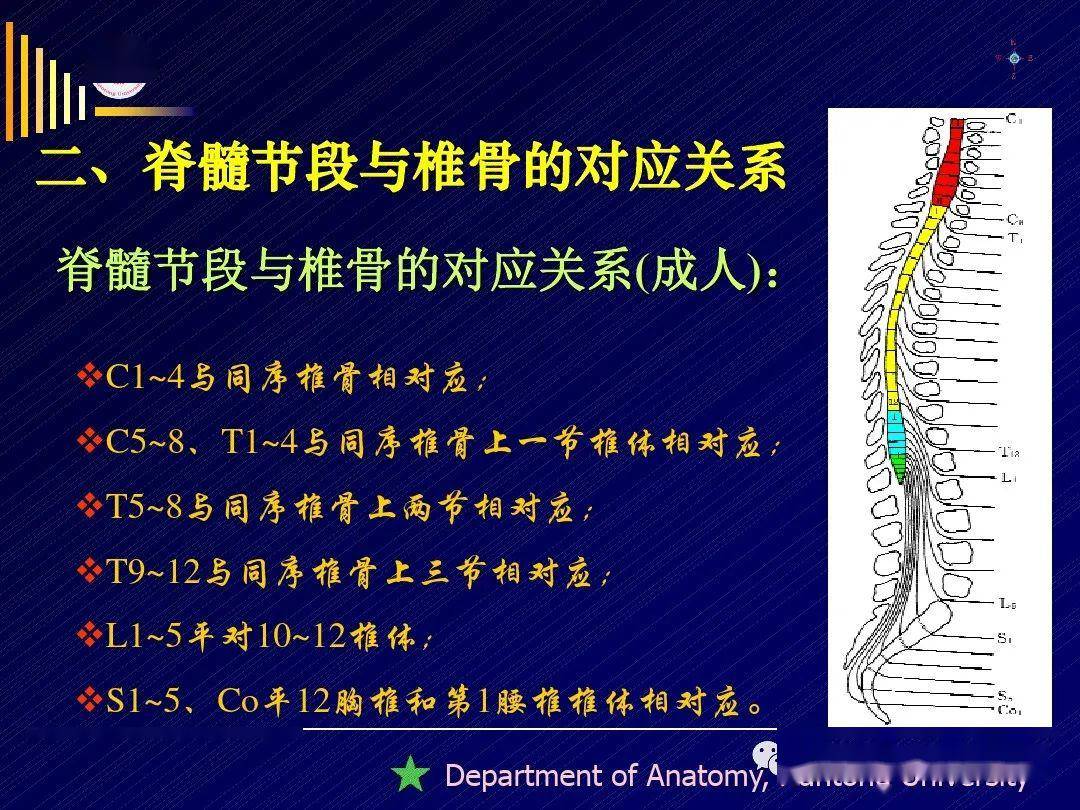 脊髓--精细解剖